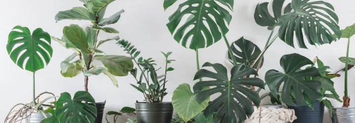 Verschiedene Zimmerpflanzen auf einem Wandregal